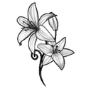 DoviLuX Massage logo