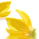 Kadangha Wellness logo