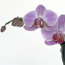 Nice Thai Massage logo